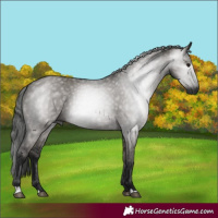 Horse Color:Gray Grullo 