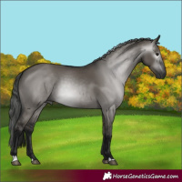 Horse Color:Gray Grullo