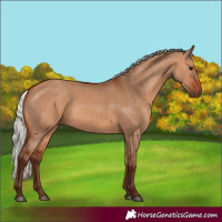 Horse Color:Silver Bay Dun