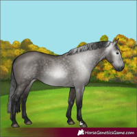 Horse Color:Gray Grullo 