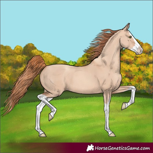 Horse Color:Gold Champagne Dun Splash 