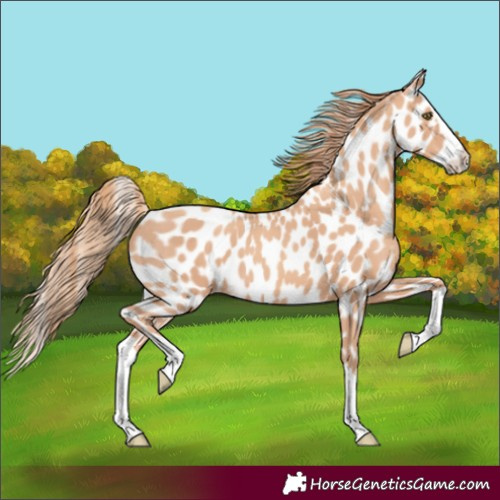Horse Color:Gold Champagne Splash Appaloosa 