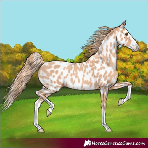 Horse Color:Gold Champagne Splash Appaloosa 