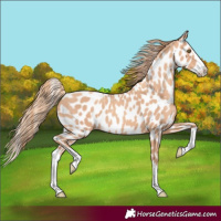 Horse Color:Gold Champagne Splash Leopard
