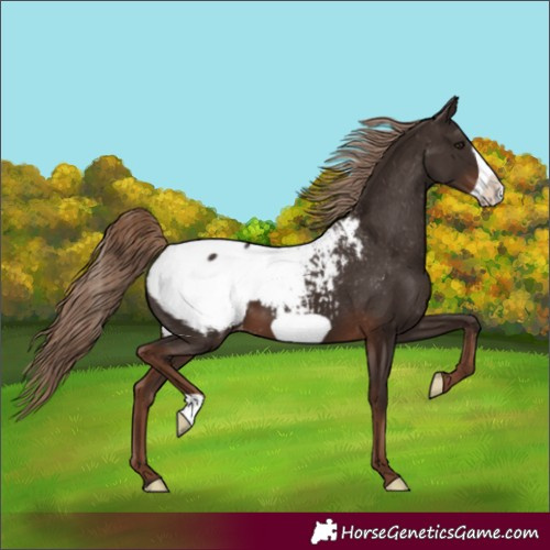 Horse Color:Unknown 