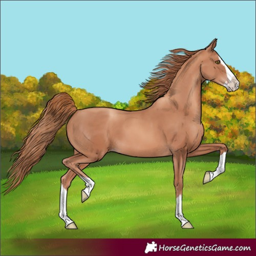 Horse Color:Gold Champagne Splash 