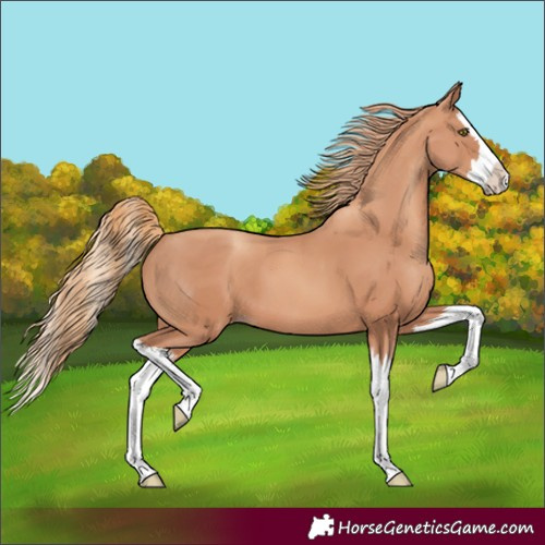 Horse Color:Gold Champagne Splash 
