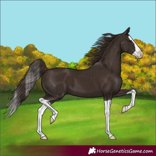 Horse Color:Liver Chestnut Splash 