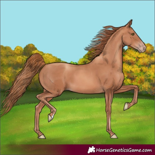Horse Color:Gold Champagne 