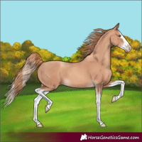 Horse Color:Gold Champagne Splash