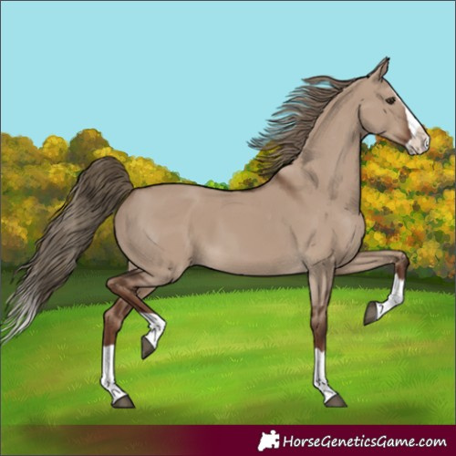 Horse Color:Liver Red Dun Splash 