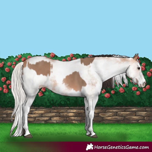 Horse Color:White Spotted Bay Dun Rabicano  and White Spotted Silver Bay Dun Rabicano 