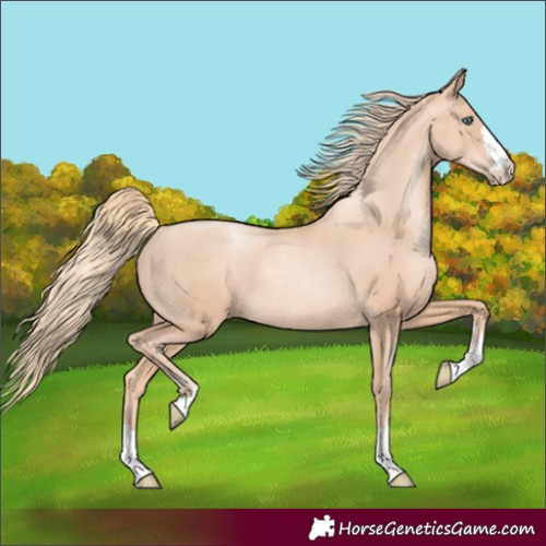 Horse Color:Gold Champagne Pearl Rabicano 