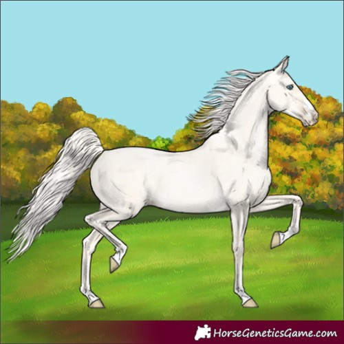 Horse Color:Gold Cream Champagne Pearl Dun 