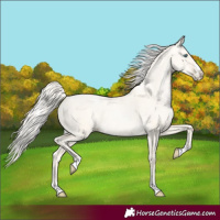 Horse Color:Gold Cream Champagne Pearl Dun 