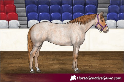 Horse Color:Red Roan 