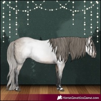 Horse Color:Gray Buckskin Varnish