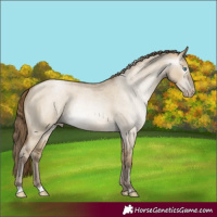 Horse Color:Gray Smoky Grullo Roan Pearl 