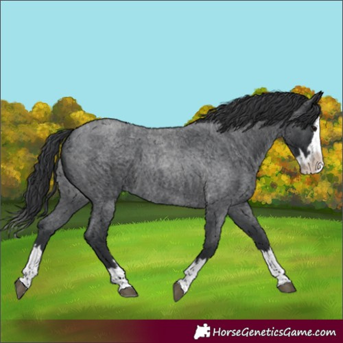 Horse Color:Unknown 