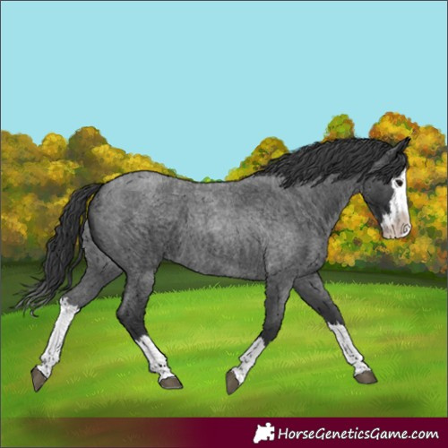 Horse Color:Unknown