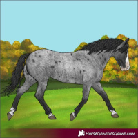Horse Color:Blue Roan Splash 