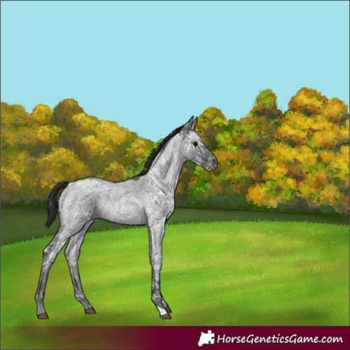 Horse Color:Blue Ice Roan