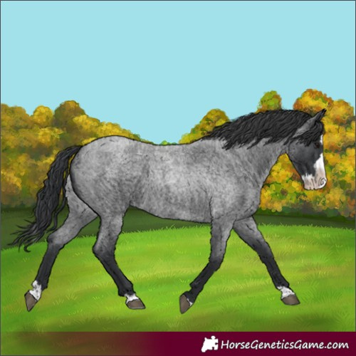 Horse Color:Unknown 