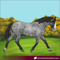 Horse Color:Unknown 