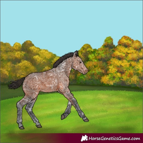 Horse Color:Bay Ice 
