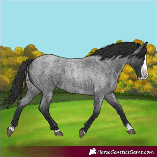Horse Color:Unknown 