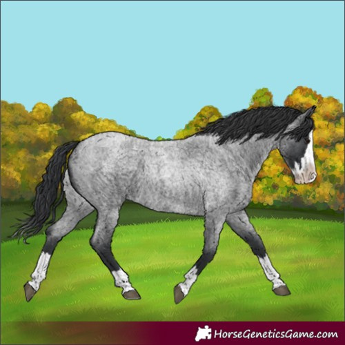 Horse Color:Unknown 