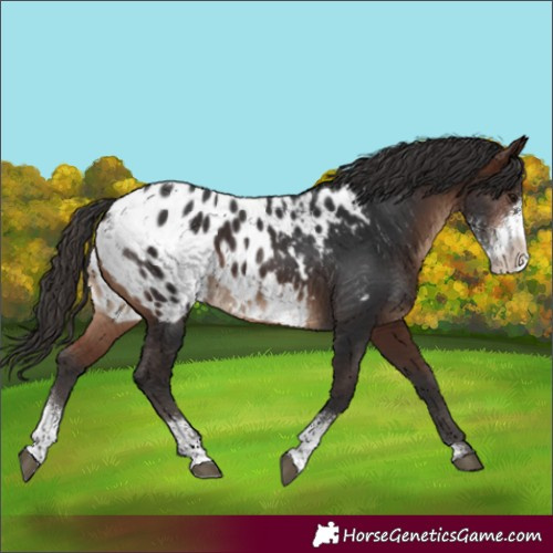 Horse Color:Brown Sabino Blanket 