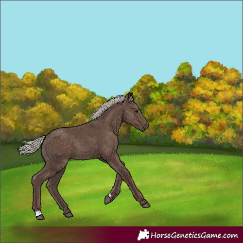 Horse Color:Silver Black 