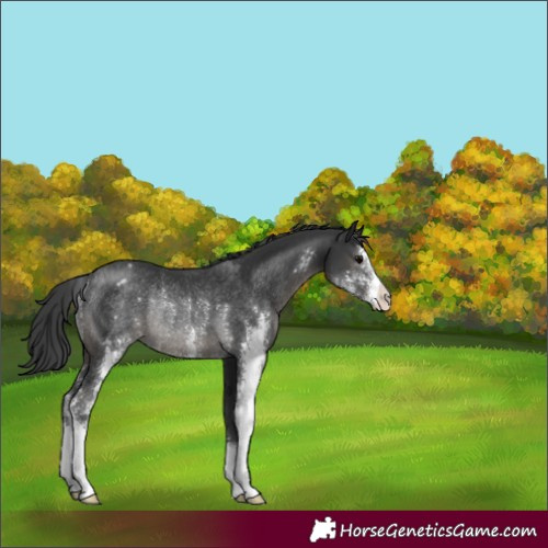 Horse Color:Black Sabino Varnish Rabicano