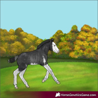 Horse Color:Black Sabino Splash Rabicano