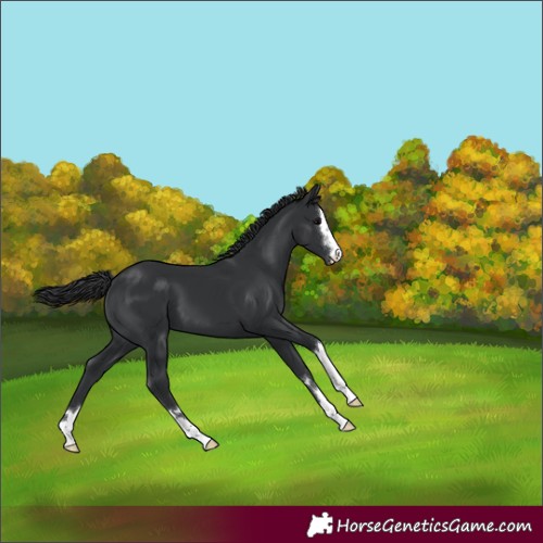 Horse Color:Black 