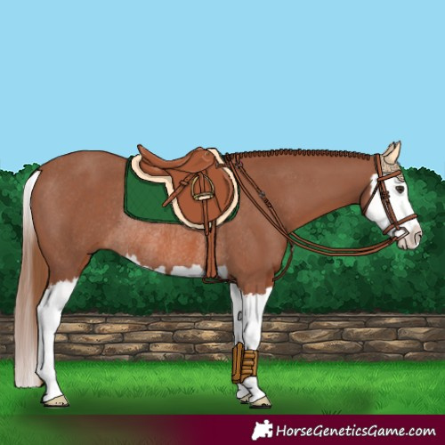 Horse Color:Chestnut Splash Rabicano 