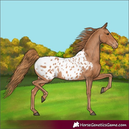 Horse Color:Chestnut Appaloosa 
