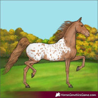 Horse Color:Chestnut Appaloosa 