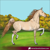 Horse Color:White Spotted Red Dun 
