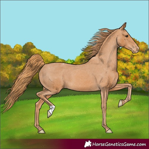 Horse Color:Chestnut Appaloosa 