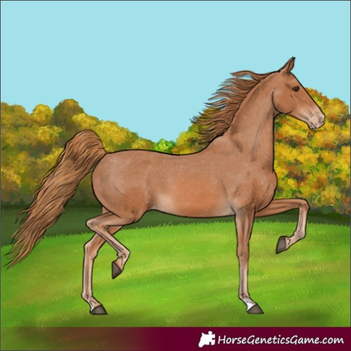 Horse Color:Chestnut Appaloosa 
