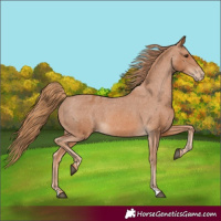 Horse Color:Chestnut Appaloosa