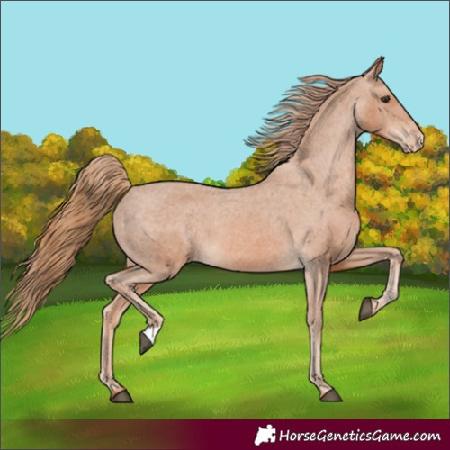 Horse Color:Unknown 