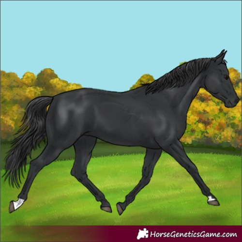 Horse Color:Black 