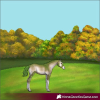 Horse Color:Watercolor Red Onyx 