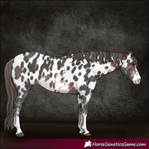Horse Color:Brown Sabino Appaloosa 