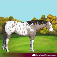 Horse Color:Bay Dun Splash Blanket Rabicano