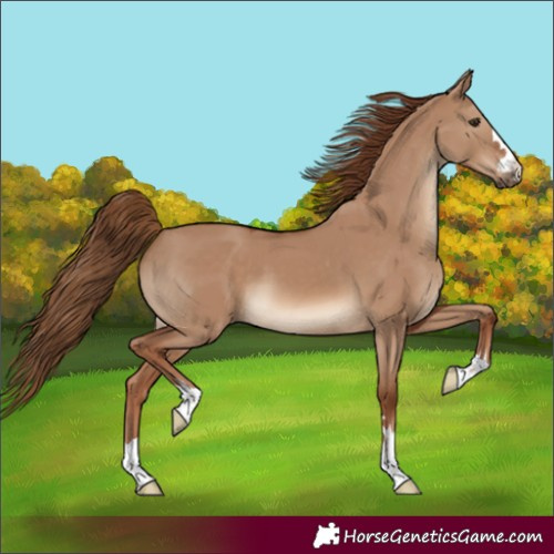 Horse Color:Red Dun 