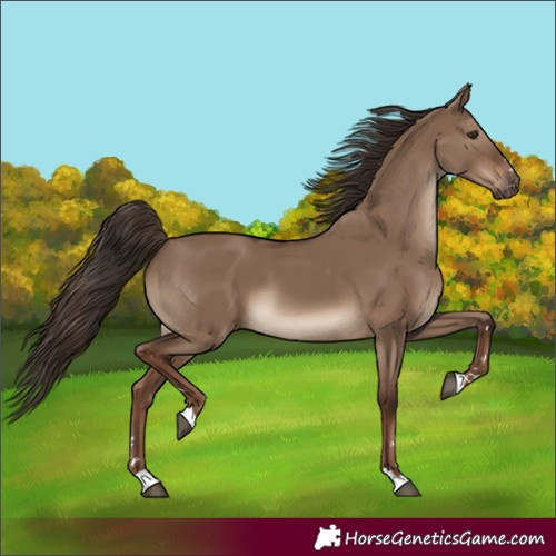 Horse Color:Liver Red Dun 